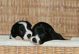 BORDER COLLIE 1307